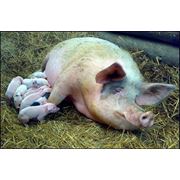 Комбикорма для свиней от 60 кг от производителя Днепропетровск фото