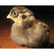 Кормовая добавка «Витадепс» - рекомендовано использовать для цыплят яичного направления начиная с суточного возраста как для повышения продуктивных качеств птицы так и для повышения защитных механизмов организма цыплят. фото