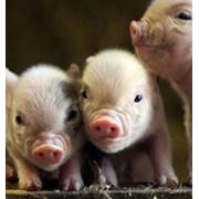 Концентрат Стартер для свиней 25% (Голландия) фотография