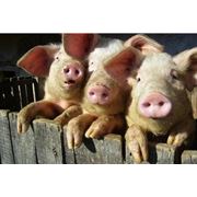 Белково-витаминные добавки (БВД). Кормовые добавки для свиней.