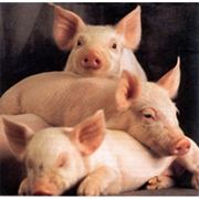 Кормовые добавки для свиней по Тернополю и области фото