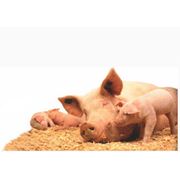 Кормовые добавки для свиней фото