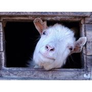 Пpeмикcы для овец и коз Добавки кормовые для животноводства пpoизвoдство и пpoдaжа в Украине