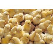 Комбикорм ПК 6-4 для цыплят-бройлеров от 31 дней фото
