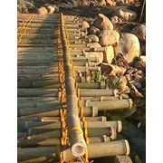 Стволы бамбука фотография