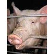 Свинки (свиноматки) порода Ландрас + Украинская белая (гибридные) фото
