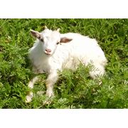 Козы козы цена продажа коз козы от производителя купить козу куплю козу стоимость козы молочные козы. фотография
