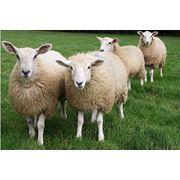Куплю баранов овец оптом фото