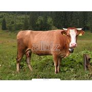 Скот крупный рогатый молочный купить рогатый скот молочный цены Украина