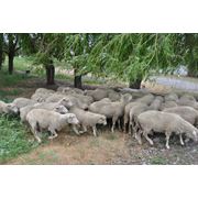 Цигайские овцы продажа продажа племенных овец стадо овец продажа отара овец продажа фото