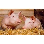 Агро підприэмство продасть свиней живою вагою порода ландрас дюрок фото