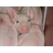 Гибрид свиньи купить свиней в Украине фото