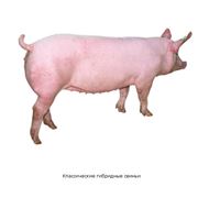 Классические гибридные свиньи фото