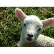 Овцы 2012 года рождения в Украине Купить Цена Фото фото