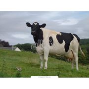Скот крупный рогатый. Молочные коровы фото