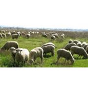 Цигайские овцы племенные продам по живому весу в области