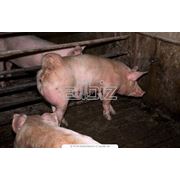 Свиньи живым весом фотография