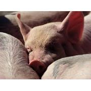 Свиньи мясных пород купить свиней фото