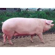 Свиньи мясных пород Украина