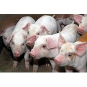 Концентраты (БМВД-Белково-Витаминно-Минеральные добавки ) для свиней комбикорм