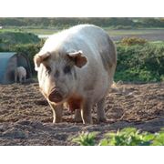Биодобавки для свиней фото