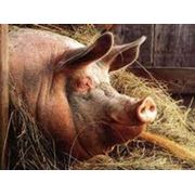 Концентрат белково-витаминный БВМД свиньи откорм 10%