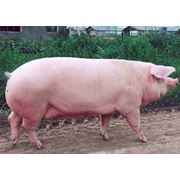 Свиньи мясных пород в Украине фото
