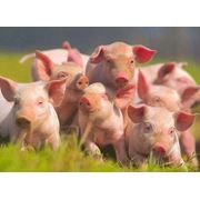 Поросята - породы свиней красная-белопоясная