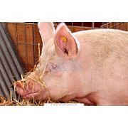 Свиньи сальных пород свиньи живым весом Украина.