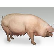 Свиньи сальных пород фото