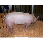 Предлагаем свиней пород Большая белая Ландрас Дюрок Петрен Гибридная F1. Только оптовые поставки из Венгрии фото