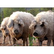 Свиньи породы Мангал продажа Украина фото