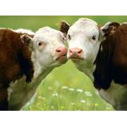 Продажа коров молодняк коров фото