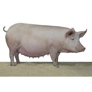 БВД 10% для свиноматок холостых и 1-го периода супоросности