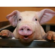 БМВД для свиней весом 25-65кг (гровер)