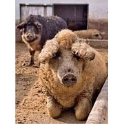Selata mangalica z Maďarska. Maďarské plemeno prasat Mangalitsa. Doručení v rámci Ukrajiny je zdarma. fotografie
