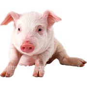 Белково-витаминно-минеральные добавки (БВМД) для свиней СТАРТ 25% ДОСТАВКА ПО УКРАИНЕ БЕЗПЛАТНАЯ