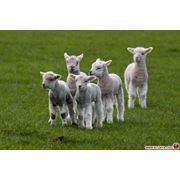 БВМД "Шени Шип 10%" откорм для овец коз баранов