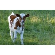 Молочные стада, КРС. Скот крупный рогатый фото