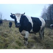 Корова Белая Украинская фотография