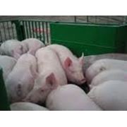 Закупаем свиней живым весом партиями желательно от 30 голов. Вес от 110 кг фото