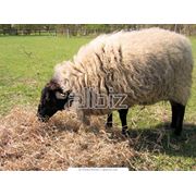 Выращивание и продажа овец фотография