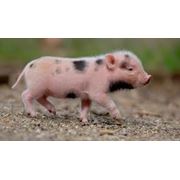 Свиньи Мясомолочные животные фото