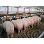 Свиньи - породы свиней красная-белопоясная фото