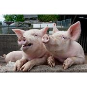 Выращивание свиней фото
