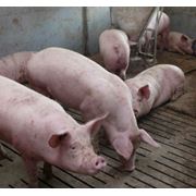 Свиньи живой вес, экологические выращенные. Самовывоз фотография