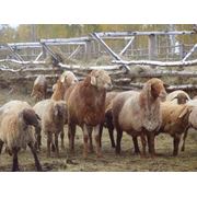Овцы продам по живому весу в области фотография