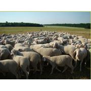 Немецкая Мериноланд овца овцы племенные овцы