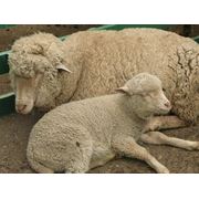 Овцы племенные Приазовский цигай овцы цигайской породы продажа фото
