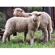 Овцы породы овец продажа овец овцы от производителя купить овец куплю овец стоимость овец овцы цена продам овец. фотография